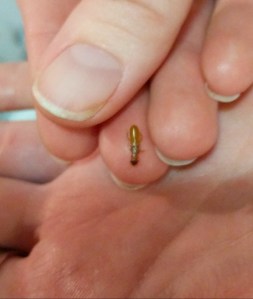 Teeny Termite